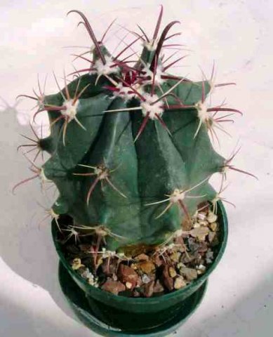 Ferocactus_viscainensis